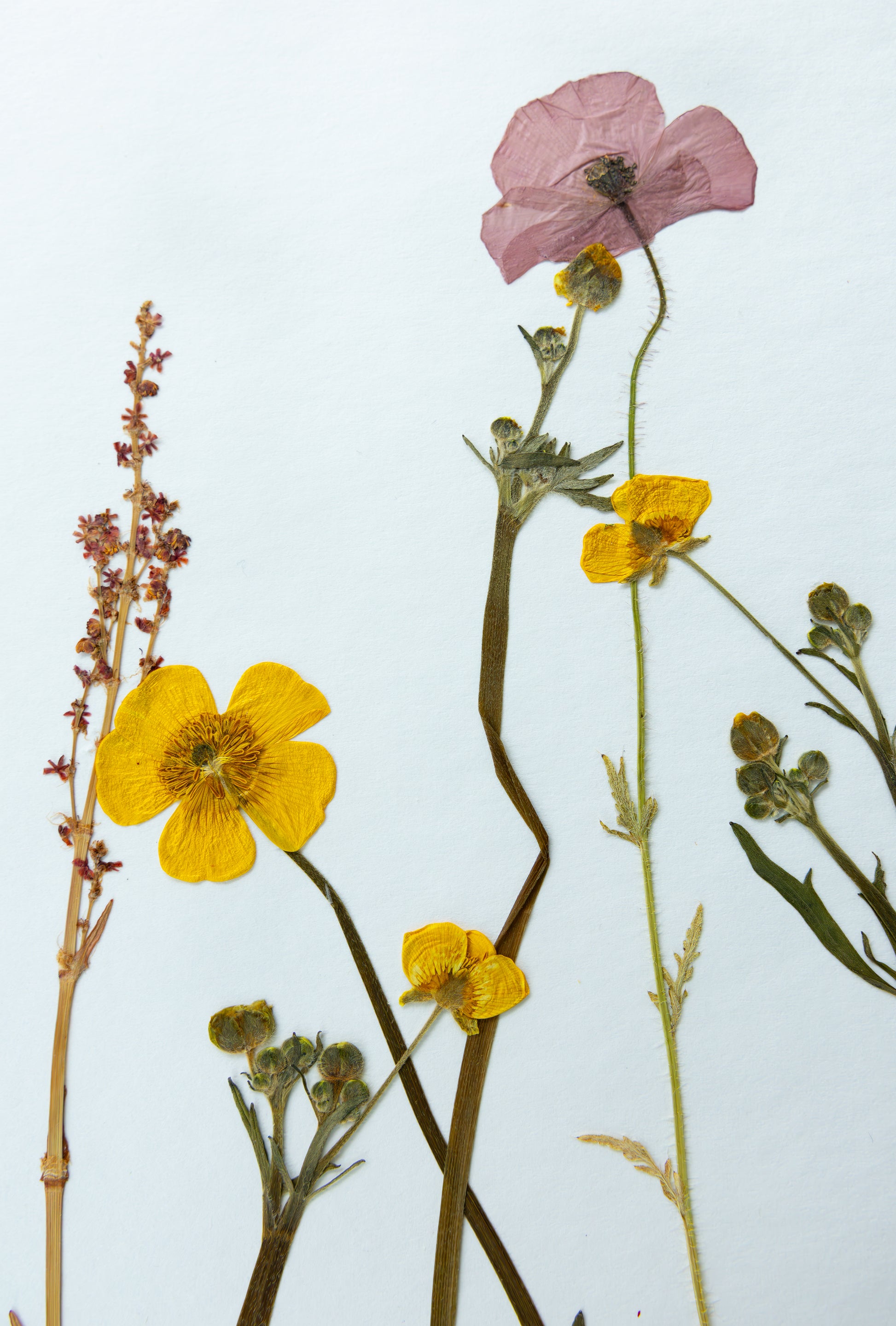 A pressed botanical arrangement of wildflowers, featuring a pink poppy, bright yellow flowers, and green stems on a plain white background.