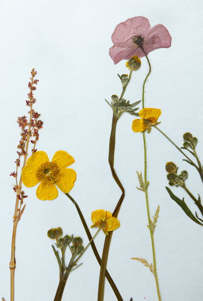 A pressed botanical arrangement of wildflowers, featuring a pink poppy, bright yellow flowers, and green stems on a plain white background.