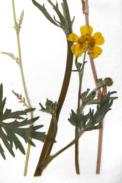 A pressed botanical specimen featuring a single yellow flower with green and brown stems, laid flat on a plain white background.