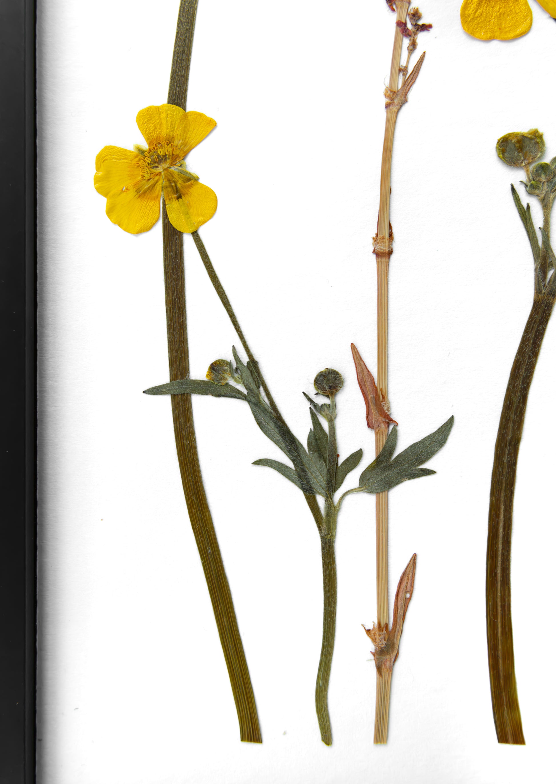 A pressed botanical specimen featuring a bright yellow flower with green leaves on a white background, framed by a dark vertical border on the left.